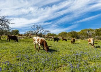 10 Famous Singers from Texas