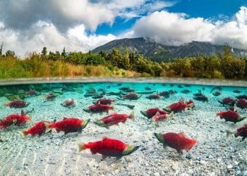 10 Famous Singers from Alaska