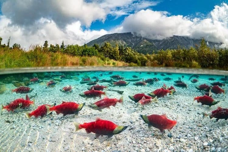 10 Famous Singers from Alaska